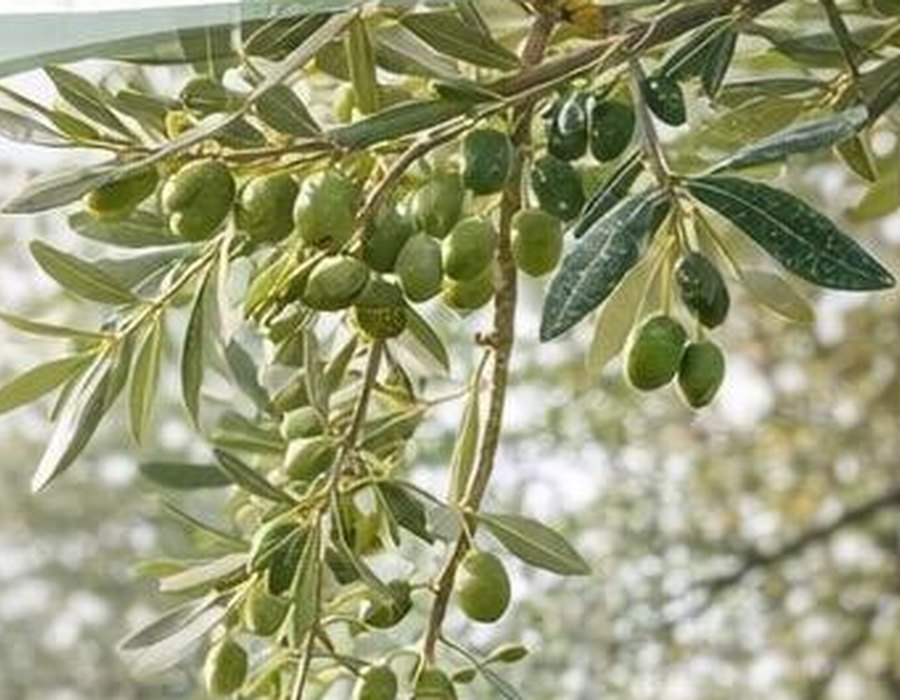 Κλαδί ελιάς με καρπό